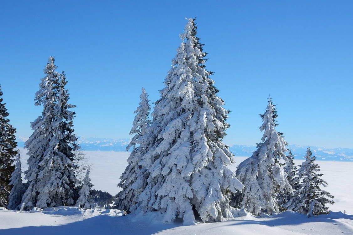 Zoom: Schneeschuhtouren Balcon du Jura