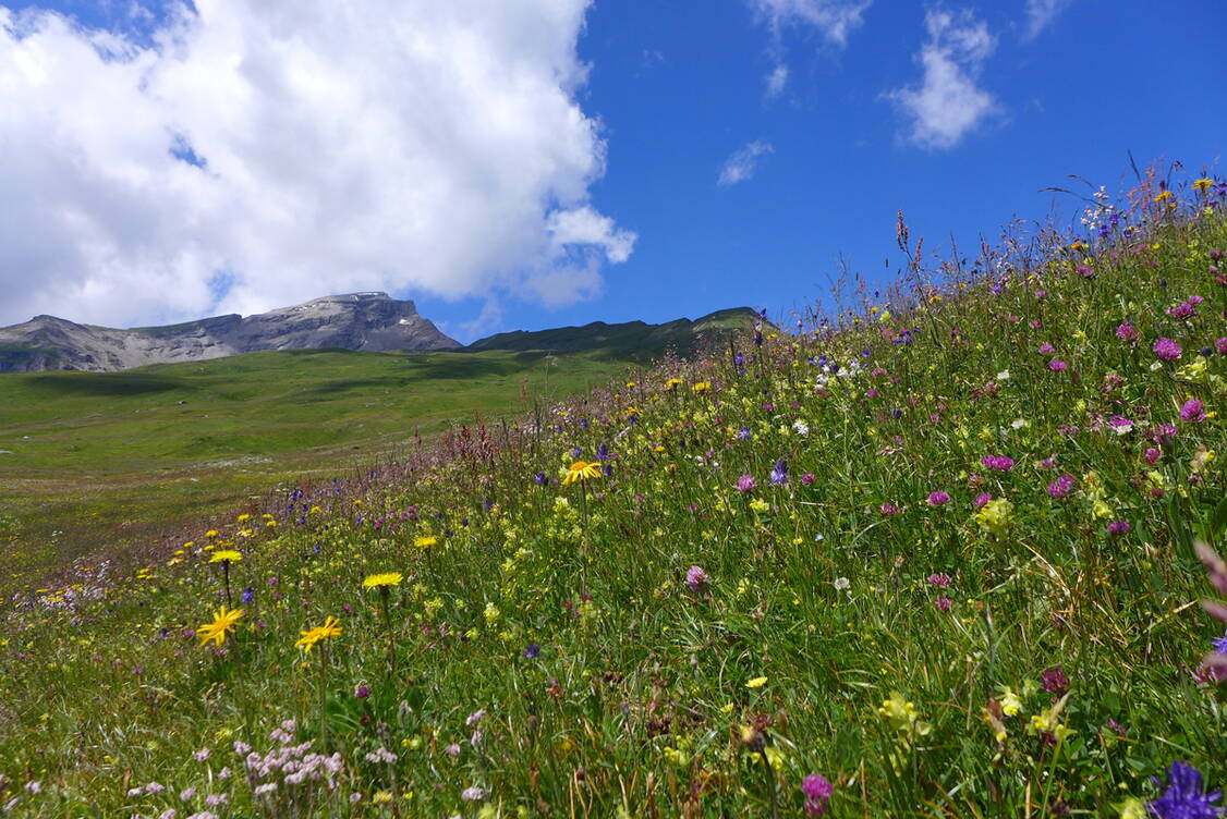 Zoom: Naturpark Beverin Blumenpracht