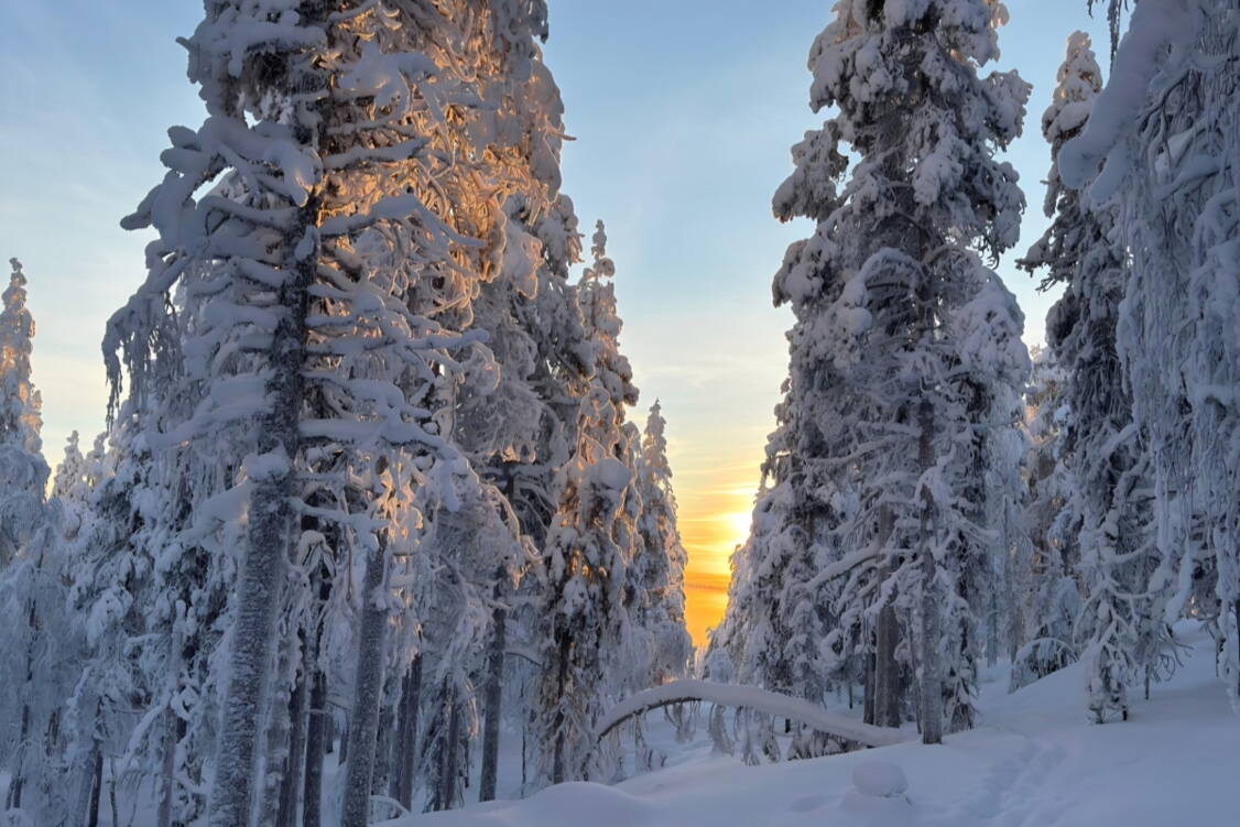 Zoom: Schneeschuhtouren Finnisch Lappland 2026 tiefverschneite Wälderverschneite_waelder.jpg