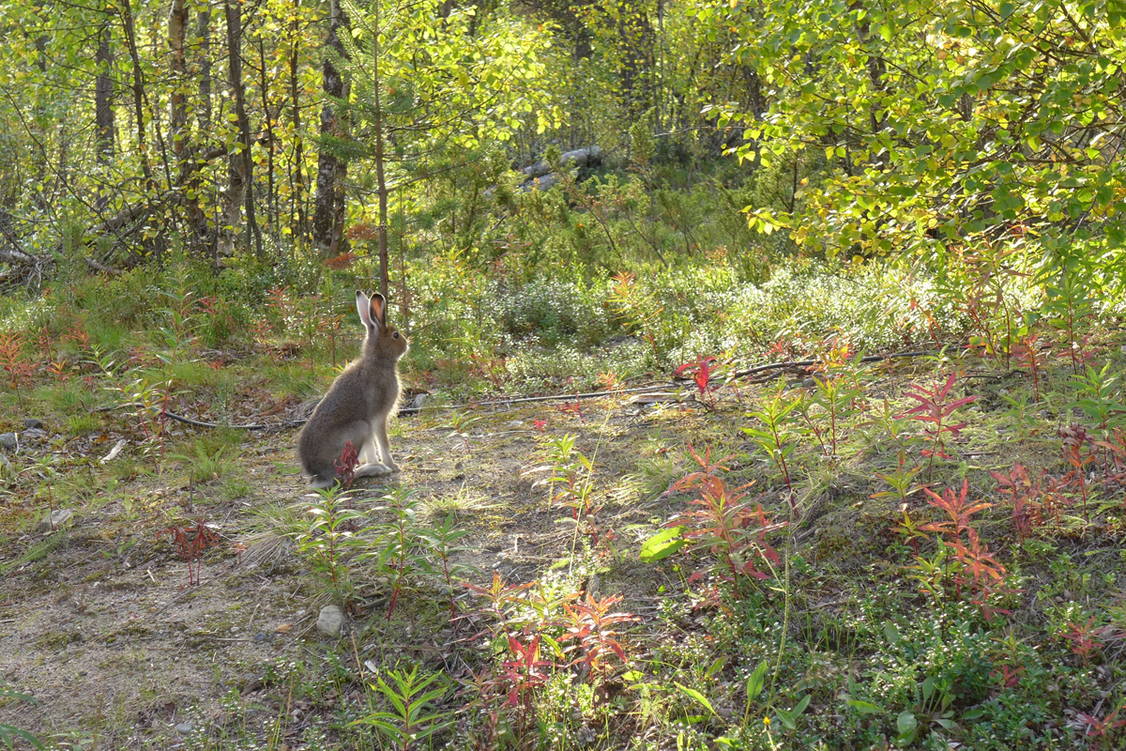 Zoom: Wanderreise Schwedisch Lappland