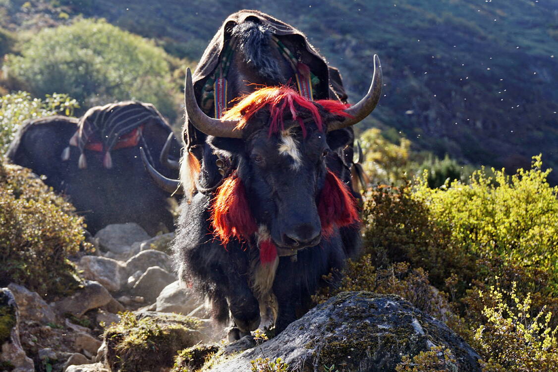 Zoom: Trekkingreise Bhutan