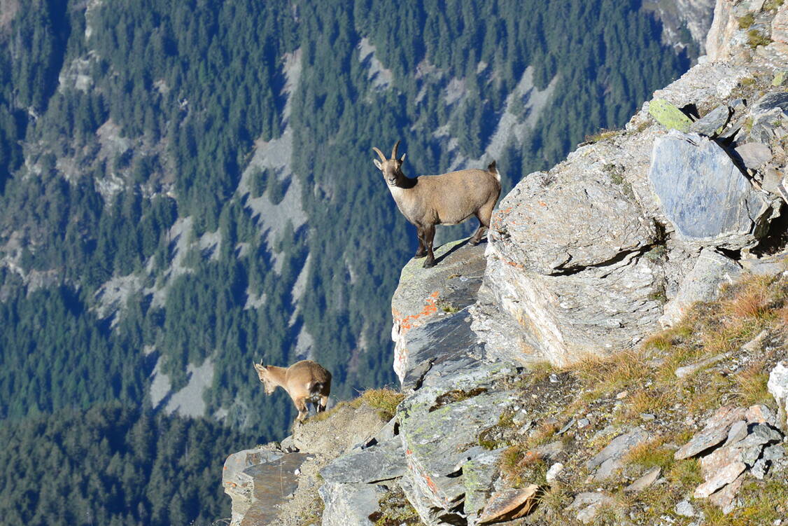 Zoom: Naturpark Beverin Andeer Pizlatgeara