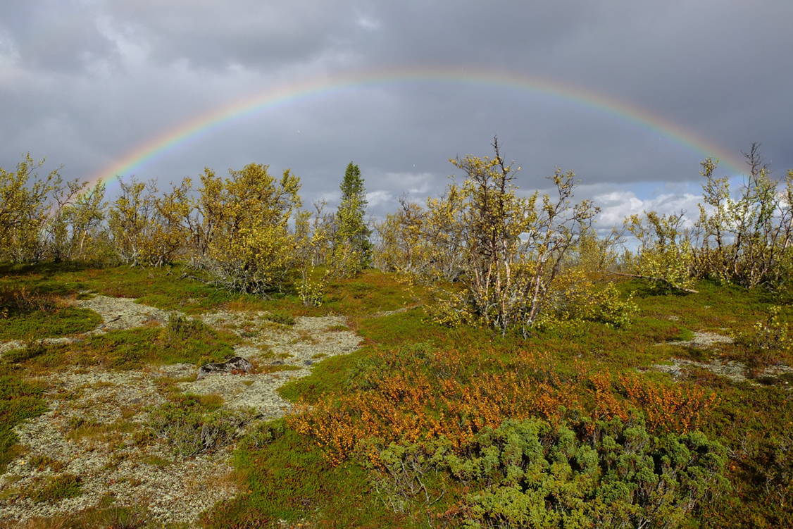 Zoom: Wanderreise Schwedisch Lappland