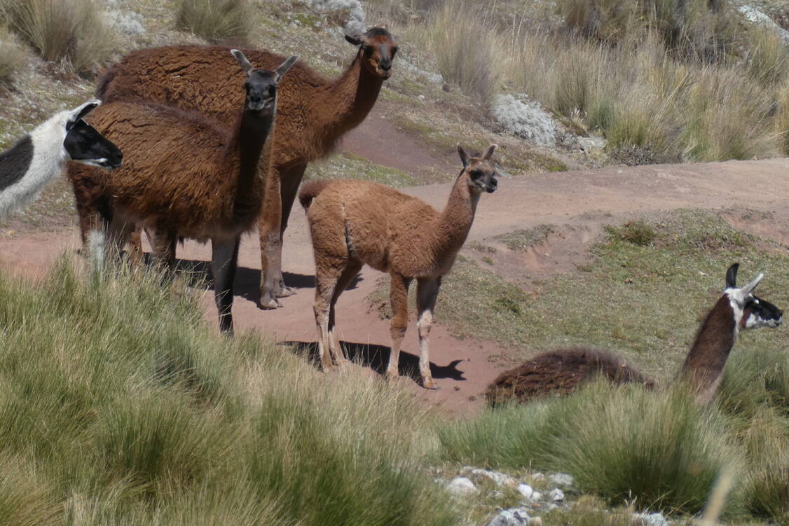 Zoom: Trekkingreise Peru - Begegnungen unterwegs