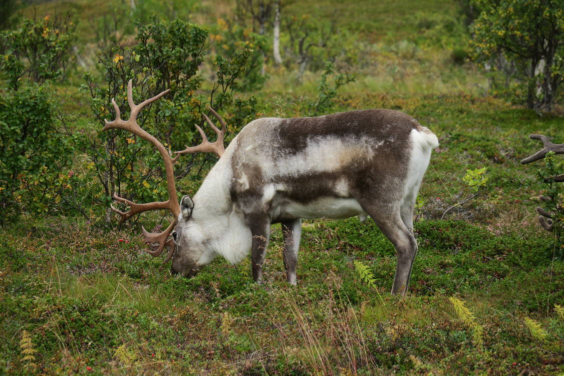 Zoom: Wanderreise Norwegisch Lappland