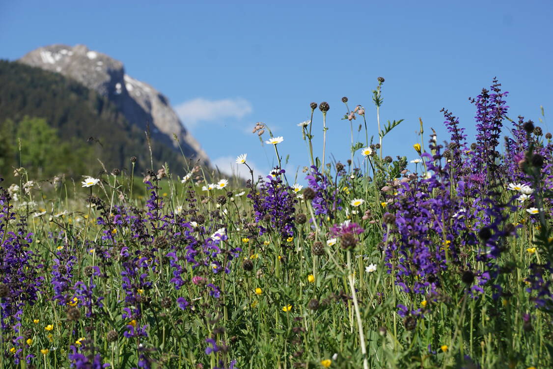 Zoom: Naturpark Beverin Blumenwiese