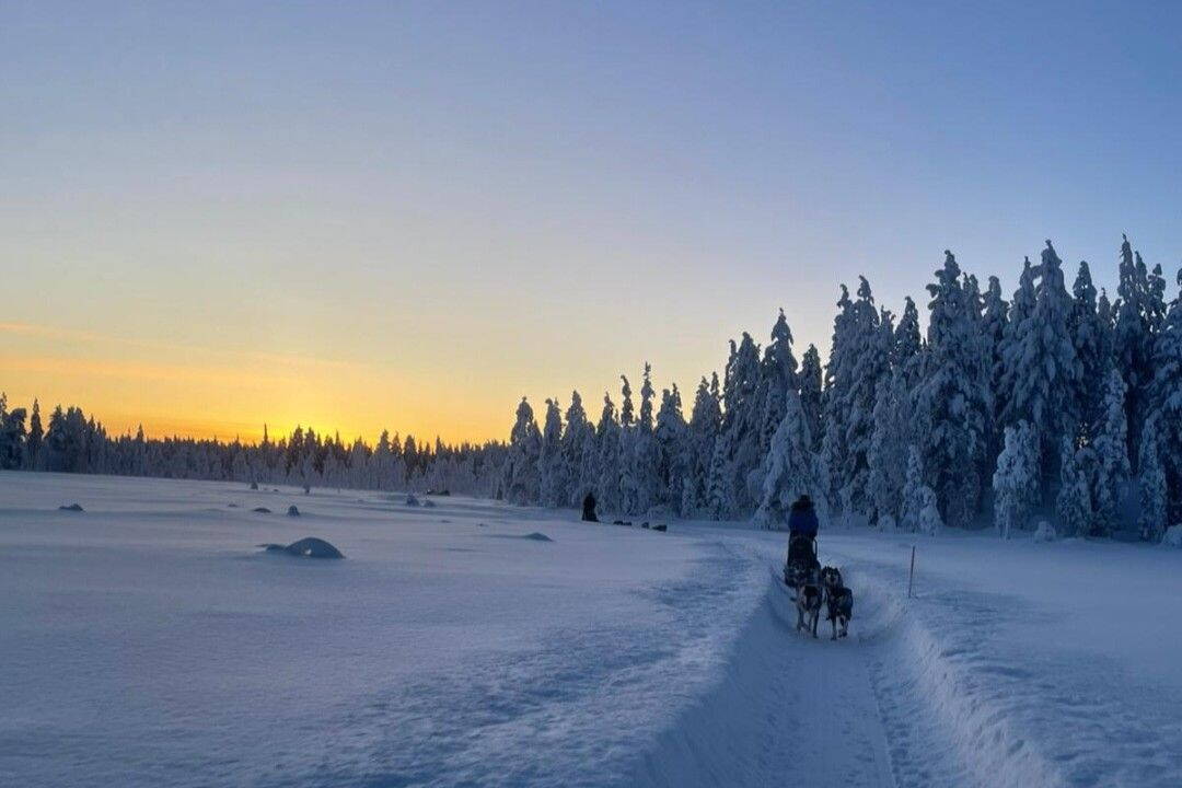 Zoom: Schneeschuhtouren Finnisch Lappland 2026 Hundeschlittenfahrt