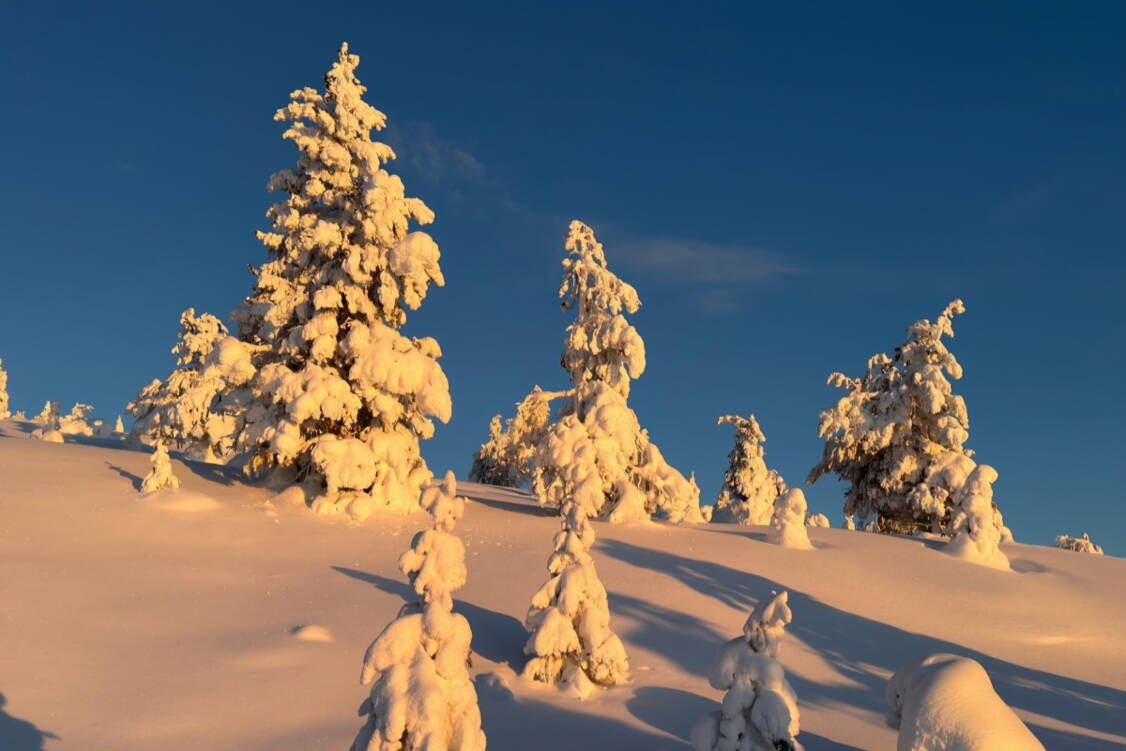 Zoom: Schneeschuhtouren Finnisch Lapplan 2026 tiefverschneite Landschaft