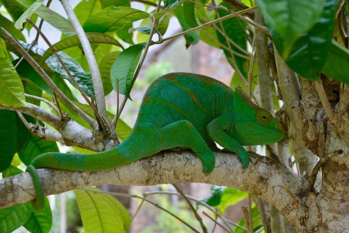 Zoom: Wanderreise Madagaskar