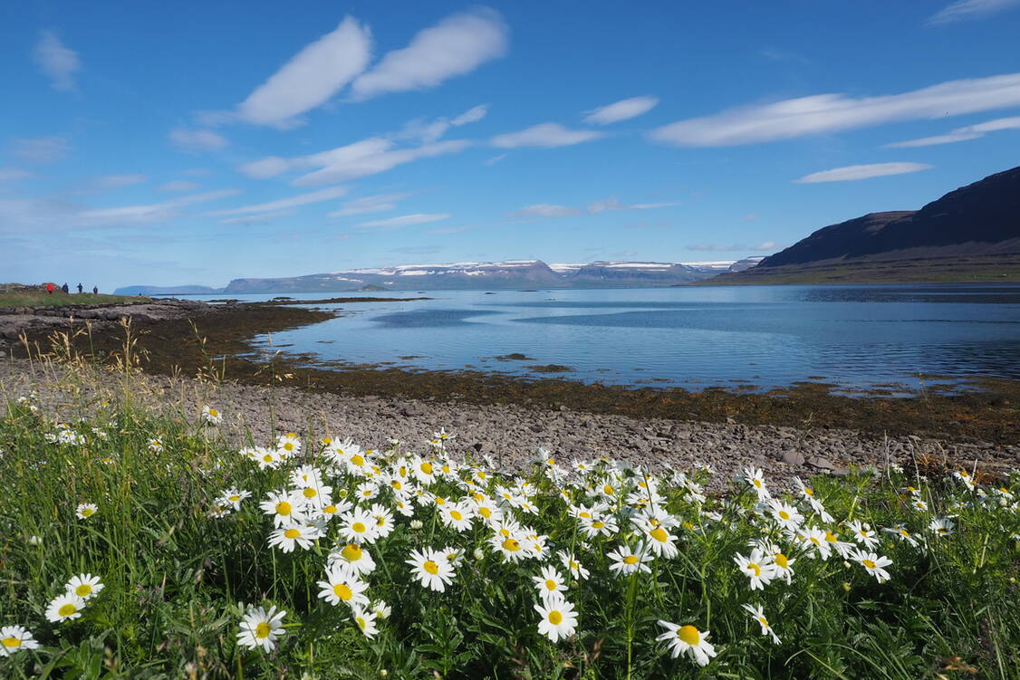 Zoom: Island Wanderreise Westfjorde