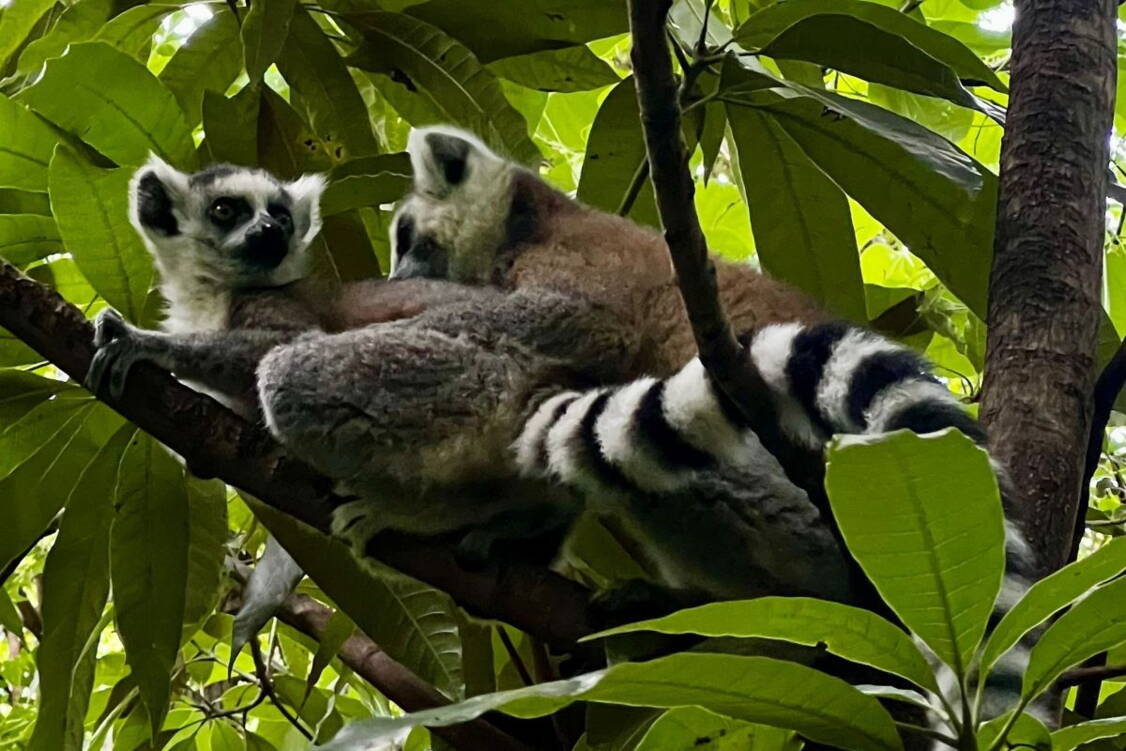 Zoom: Wanderreise Madagaskar