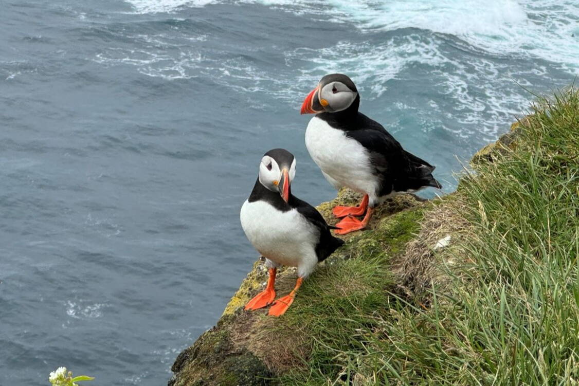 Zoom: Island Wanderreise Westfjorde