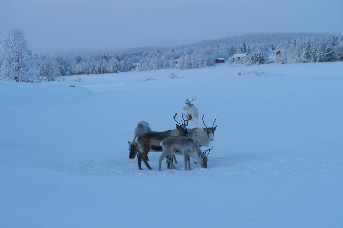 Zoom: Schneeschuhtouren Finnisch Lappland Äkäslompolo