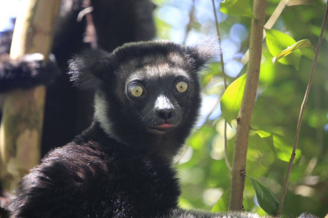 Zoom: Wanderreise Madagaskar