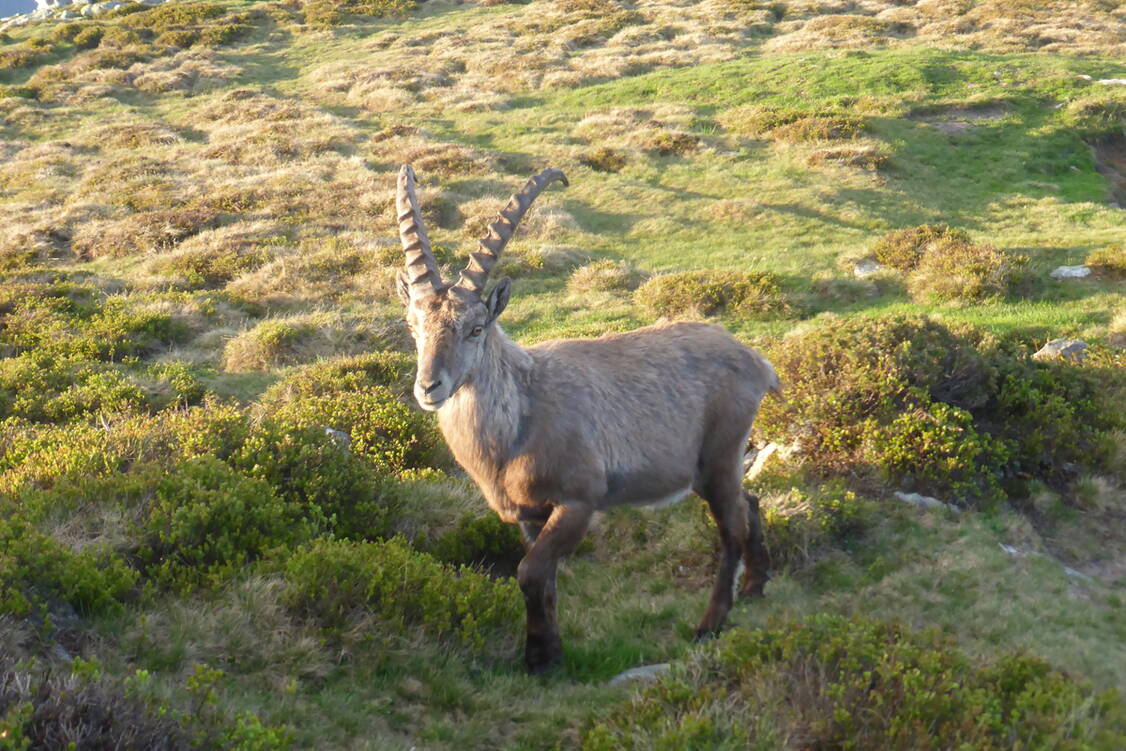 Zoom: Wilde Kräuter im wildern Emmental - Steinbock auf dem Niederhorn