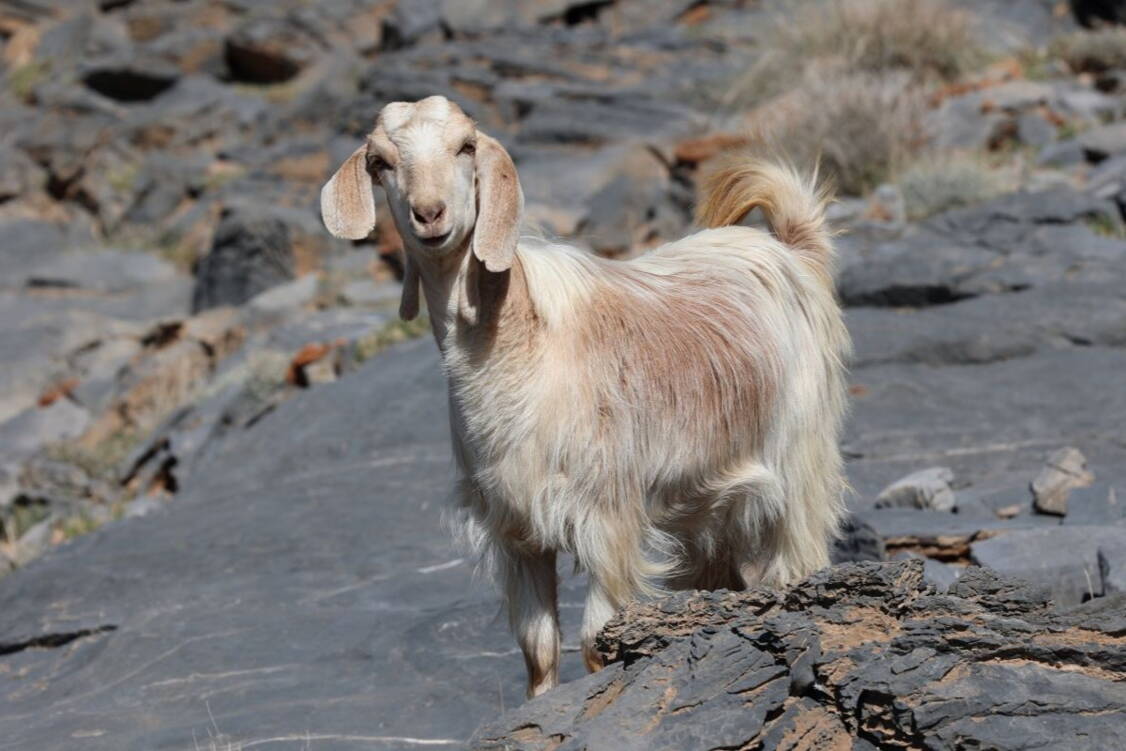 Zoom: Oman Wanderreise