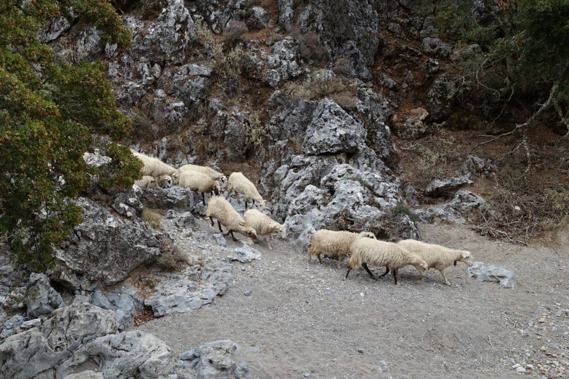 Zoom: Wanderreise Kreta Lefka Ori - zu den weissen Bergen
