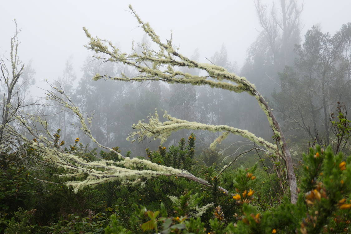 Zoom: Madeira Wanderreise