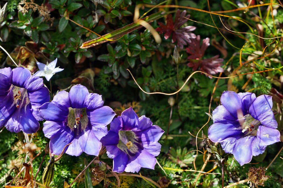 Zoom: Trekkingreise Bhutan