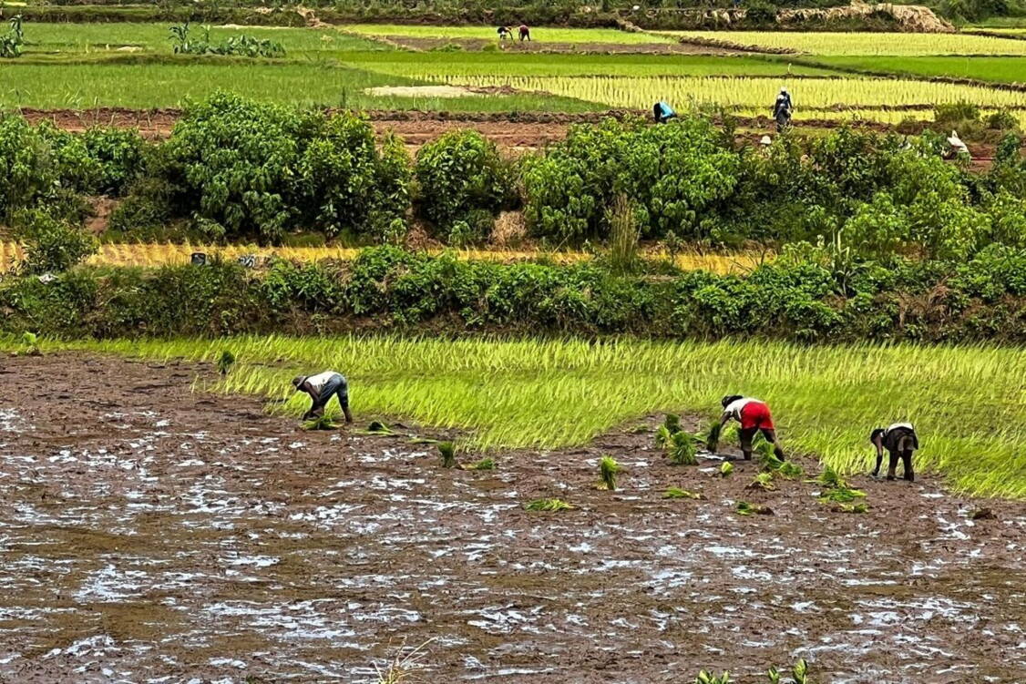Zoom: Wanderreise Madagaskar