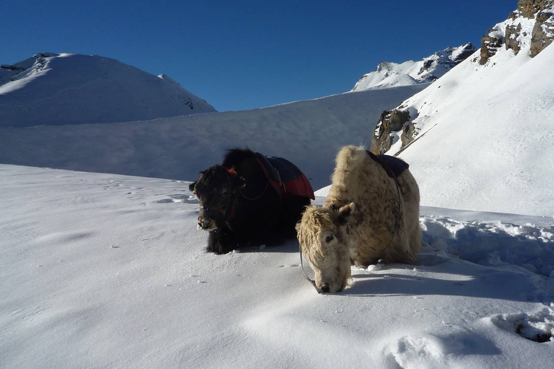 Zoom: Annapurna Thorong La