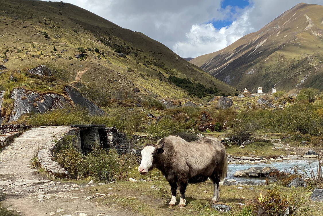 Zoom: Trekkingreise Bhutan