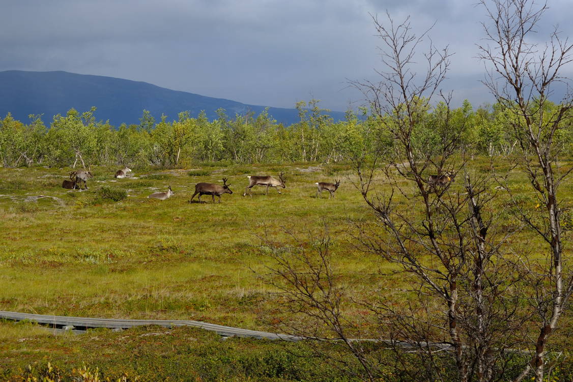 Zoom: Wanderreise Schwedisch Lappland