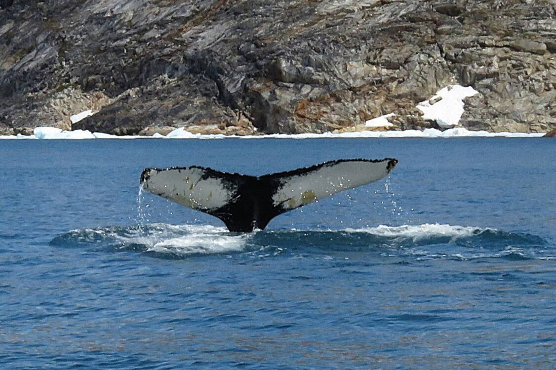 Zoom: Wanderreise Grönland