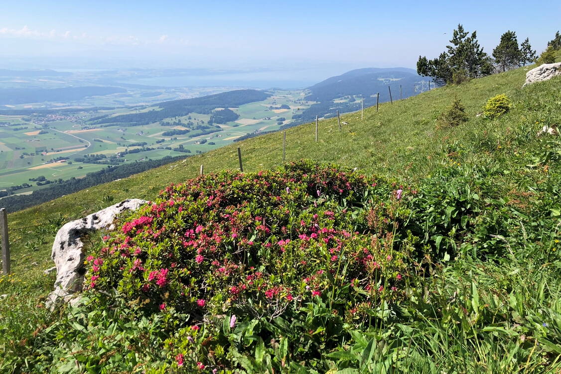 Zoom: Jura Haute Route I Aussicht Chasseral