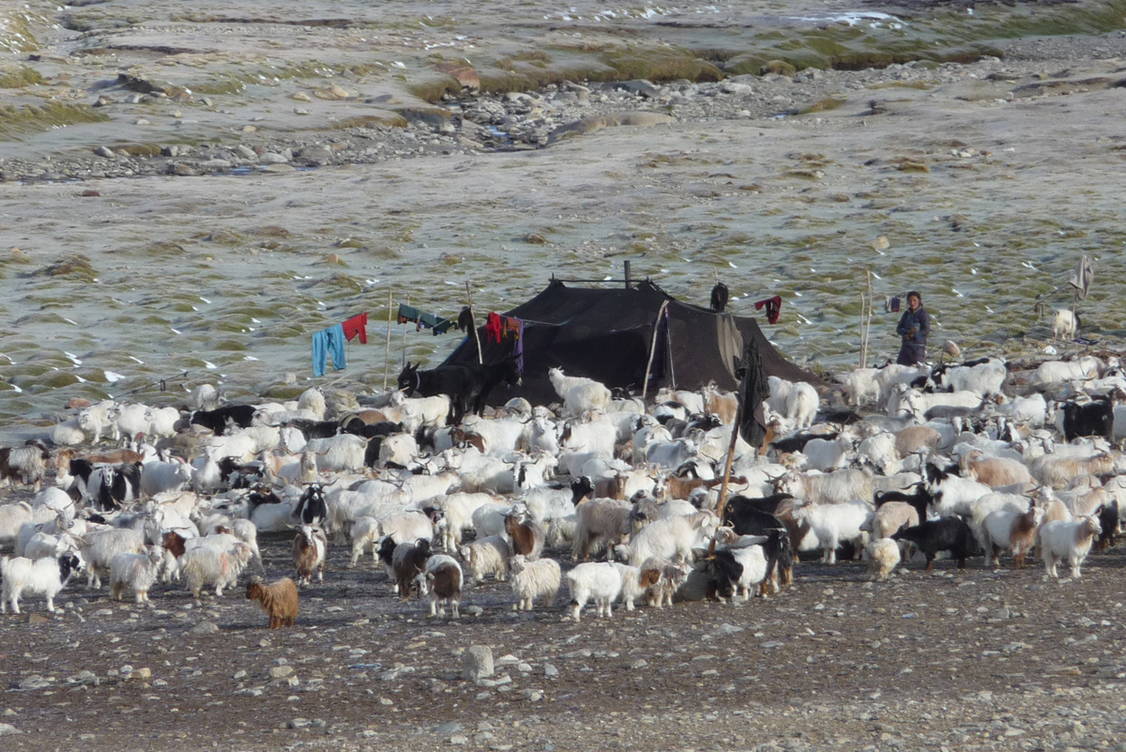 Zoom: Ladakh Trekkingreise mit Besteigung Dzo Jongo und Mentok Kangri