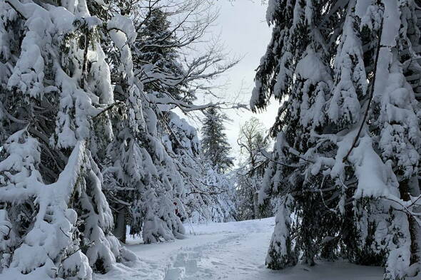 Schneeschuhtouren Haute Route Jura I