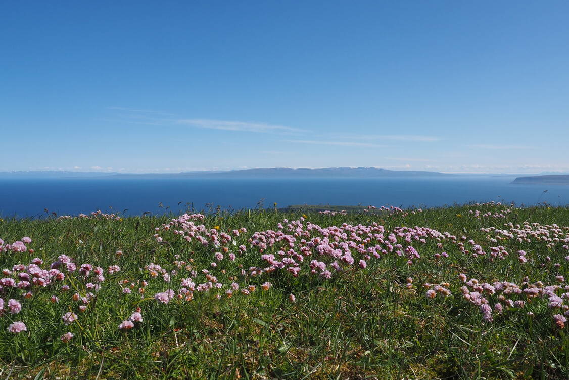 Zoom: Island Wanderreise Westfjorde