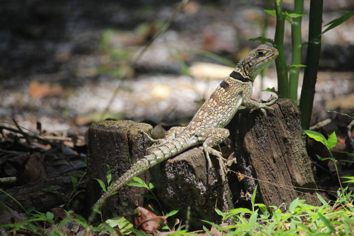 Zoom: Wanderreise Madagaskar