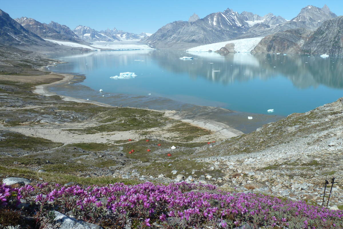 Zoom: Grönland - arktisches Weidenröschen