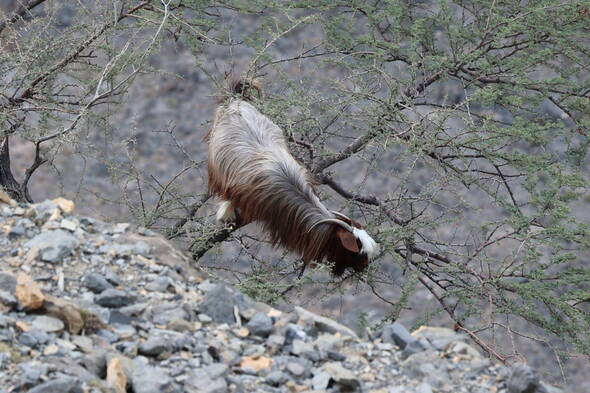 Zoom: Wanderreise Oman - mutige Ziegen
