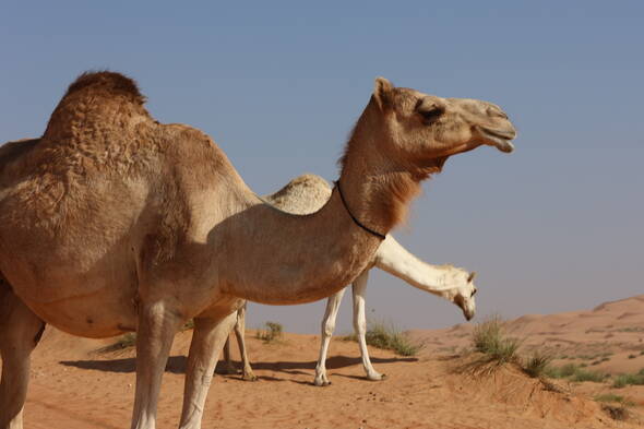 Zoom: Wanderreise Oman - Kamelbegegnungen