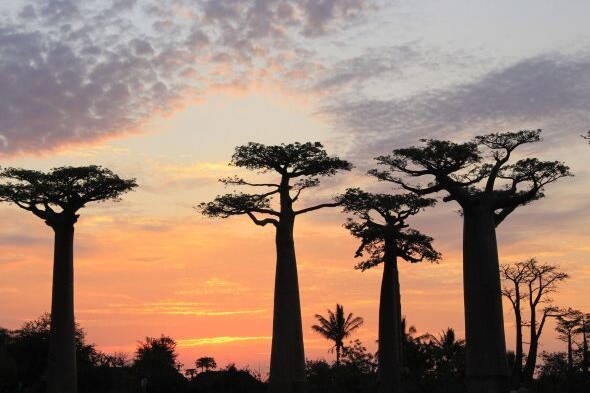 Interne Seite: Wander- und Erlebnisreise Madagaskar