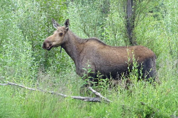 Zoom: Schwedisch Lappland Trekking 2025 - Elchbulle