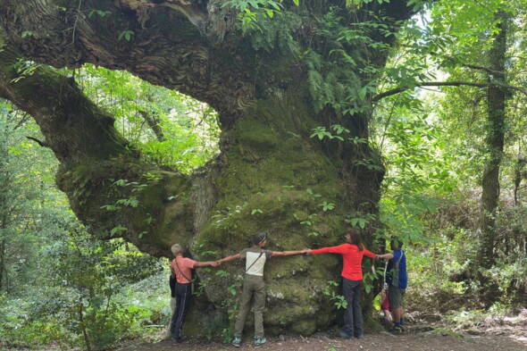 Interne Seite: Korsika Wanderreise