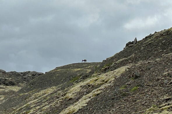 Zoom: Island Wanderreise 2025 - Rentier