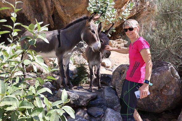Zoom: Wanderreise Oman - Judith macht Tierbekanntschaften