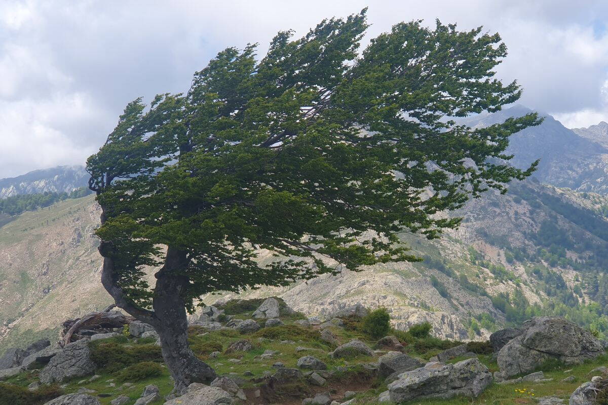 Zoom: Wanderreise Korsika 2025 - vom Winde geprägt