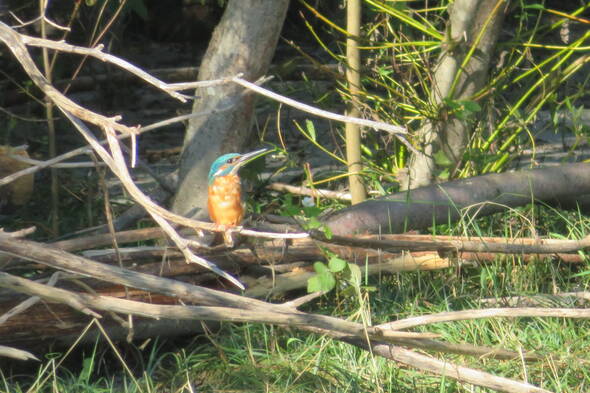 Zoom: Wasserwege und Schluchten am Rhein - Eisvogel